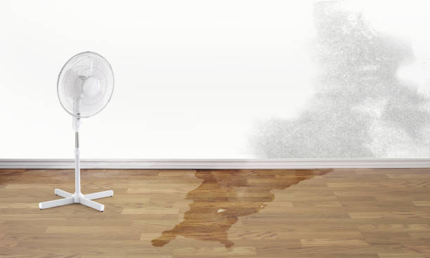 Best Basement water damage restoration  in Cannon Beach, OR